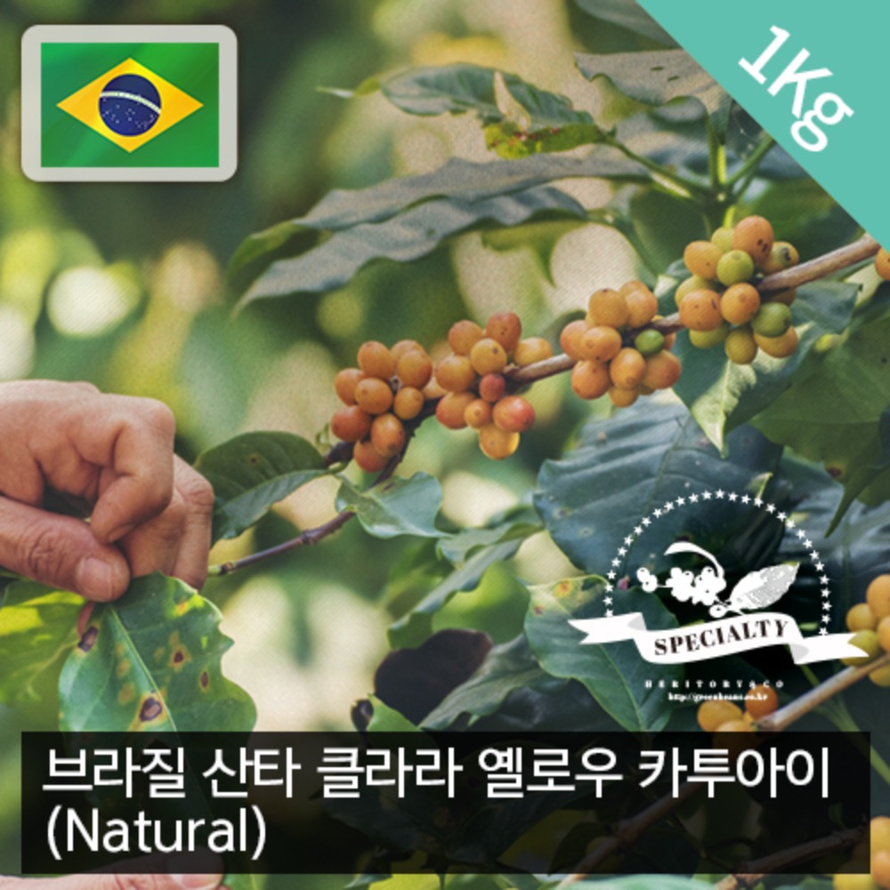 [생두] 브라질 산타 클라라 옐로우 카투아이 NY2 (Natural) 1kg